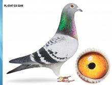 PL-0347-23-3246 -INBRED POKERFACE 12X1 KONK