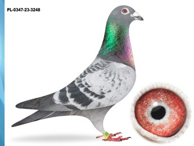 PL-0347-23-3248 - SYN ZDOBYWCY 4X1 KONK