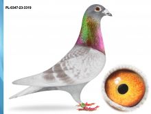 PL-0347-23-3319 - INBRED 864 X INBRED 520