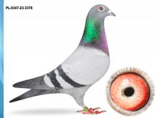 PL-0347-23-3378 - CÓRKA WYBITNYCH LOTNIKÓW