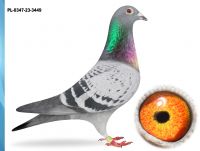 PL-0347-23-3449-WNUCZKA NAJLEPSZYCH GOŁĘBI