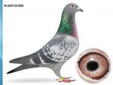 PL-0347-23-3555 - CÓRKA ZDOBYWCY 3X1 KONK -WNUCZKA 1-GO LOTNIKA OKRĘGU