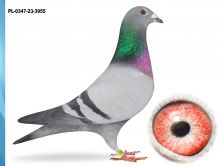 PL-0347-23-3955 - INBRED PORSCHE 911