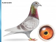 PL-0347-23-4076 -WNUK ORYG.BRACI JANSSEN