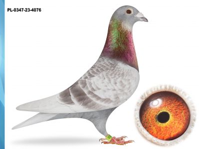 PL-0347-23-4076 -WNUK ORYG.BRACI JANSSEN