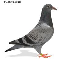 PL-0347-24-2024 -Schaerlaeckens x L.v.Loon