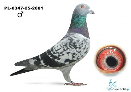 PL-0347-25-2081 Zimny Józef - 69 z finału