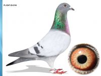 PL-0347-25-2144 - TOP LINIA NA OLR