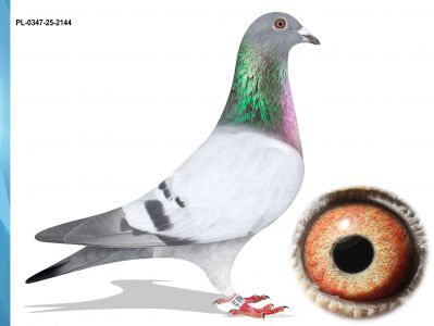 PL-0347-25-2144 - TOP LINIA NA OLR