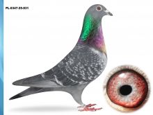 PL-0347-25-831 -DRAPA X CHŁOPECKI