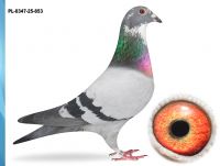 PL-0347-25-853 - PUTTMANN X VANDENABEELE