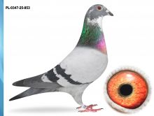 PL-0347-25-853 - PUTTMANN X VANDENABEELE