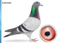 PL-0347-25-861 - PRANGE X H.WILL