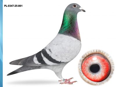 PL-0347-25-861 - PRANGE X H.WILL