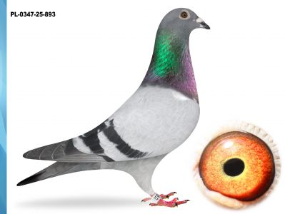 PL-0347-25-893 - SYN WYBITNYCH LOTNIKÓW