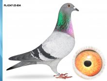 PL-0347-25-894 - WNUK 12-6 SUPER LOTNIK