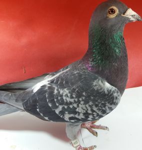 PL-0349-15-3289 org. Andrzej Migalski linia Olimpijki