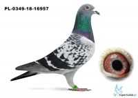 PL-0349-18-16957