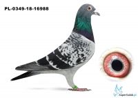 PL-0349-18-16988