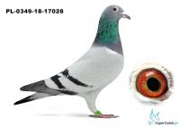 PL-0349-18-17028