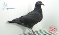 PL-0349-20-10254