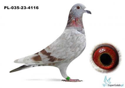 pl-035-23-4116 SMUGI 