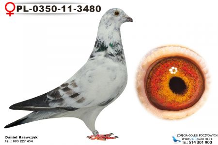 PL-0350-11-3480 oryg. Marek Józefiak