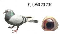 PL_0350-20-202