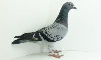 PL-0350-20-2434