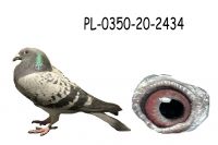 PL-0350-20-2434