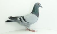 PL-0350-20-248
