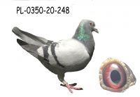 PL-0350-20-248