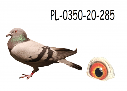 PL-0350-20-285