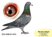 PL-0350-21-1013 Piękna SCHALi - podwójna wnuczka AS 10086