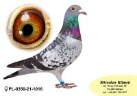 PL-0350-21-1016 Wnuczka NATALII i PITERA Rewelacyjne kojarzenie !!!