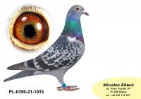 PL-0350-21-1033 „Rewelacyjne kojarzenia - Inbred RZEPKI z kojarzenia brat x siostra oraz podwójna Prawnuczka Rzepki ” x linia HENRII MENTENA !!!