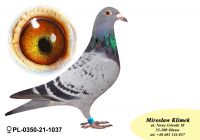 PL-0350-21-1037 podwójny Prawnuczka RZEPKI
