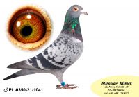 PL-0350-21-1041 „Podwójny prawnuk RZEPKI z kojarzenia brat x siostra oraz linia OLIMPIA OSTENDA K. Kahlera