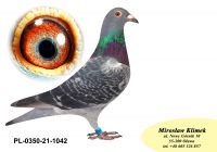PL-0350-21-1042 Wnuczka / wnuk NATALII i CLARY !!!
