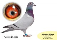 PL-0350-21-1043 „wnuczka / wnuk ZYGI i MICHELLE x Podwójny wnuczka SAGAN’a ”- Prawnuk KITTELA
