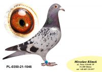PL-0350-21-1046 Prawnuk / prawnuczka Olimpijczyka „267” oraz wnuk Super SCHALI