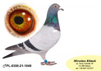 PL-0350-21-1049 wnuk LEONKI Leo HEREMANSA z linii OLIMPIADE 003