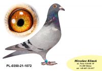 PL-0350-21-1072 wnuk CLARY 3 x 1 konk i SPRINTA 3453