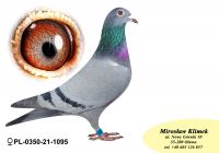 PL-0350-21-1095    Córka „SAGANKA” najlepszego gołębia w kategorii ”G”-  4 AS okręgu 2021