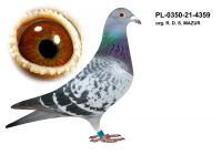 PL-0350-21-4359 org. R.D.S. MAZUR
