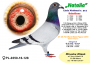 PL-0350-21-808        SYN -  NATALII  !!!  37 AS  FCI  WORLD BEST PIGEON 2019r „SPEED Category” -   TOP  AUKCJA  !!!