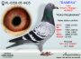 PL-0350-21-808        SYN -  NATALII  !!!  37 AS  FCI  WORLD BEST PIGEON 2019r „SPEED Category” -   TOP  AUKCJA  !!!