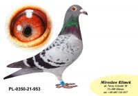 PL-0350-21-953 wnuk Olimpijczyka „267” oraz wnuk super lotniczki LOLITA
