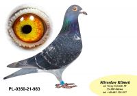 PL-0350-21-983 „Prawnuczka Olimpijczyka TYTAN linia H. MENTENA ”