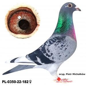 PL-0350-22-182
